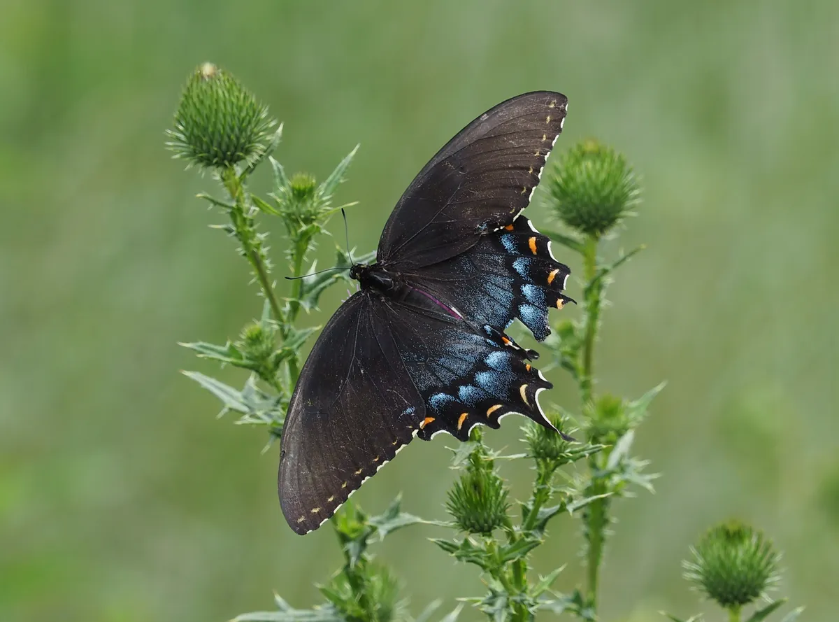 Eastern Tiger Swallowtail (Papilio glaucus)