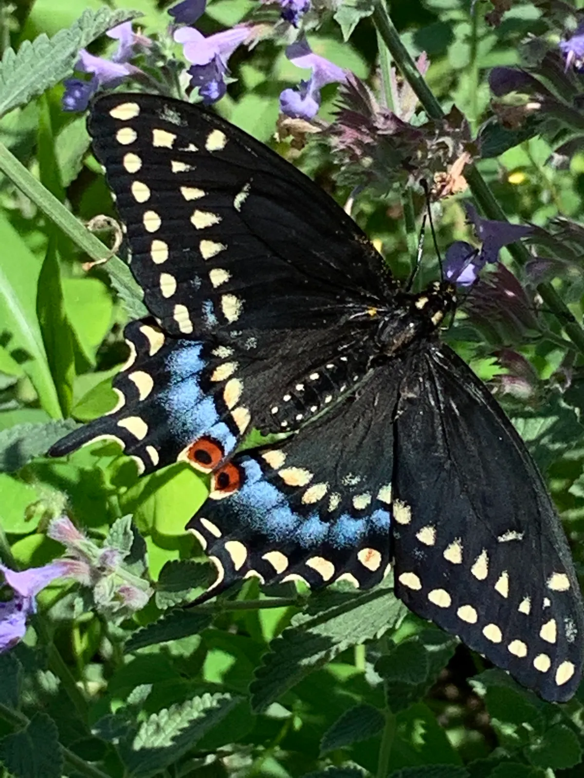 Black Swallowtail (Papilio polyxenes)