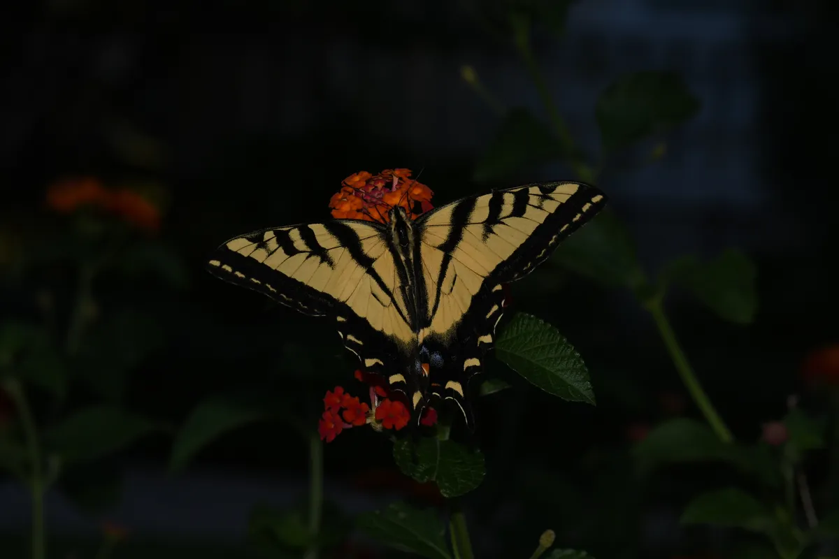 Western Tiger Swallowtail (Papilio rutulus)