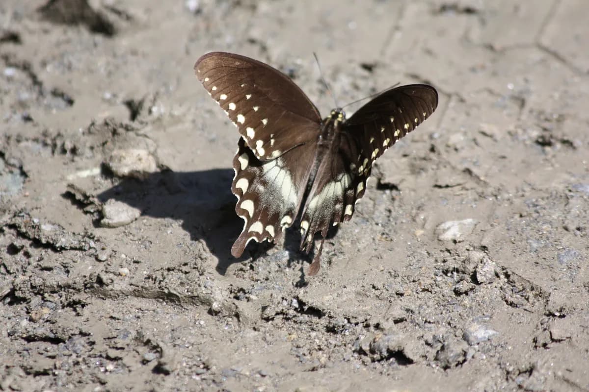 Spicebush Swallowtail (Papilio troilus)