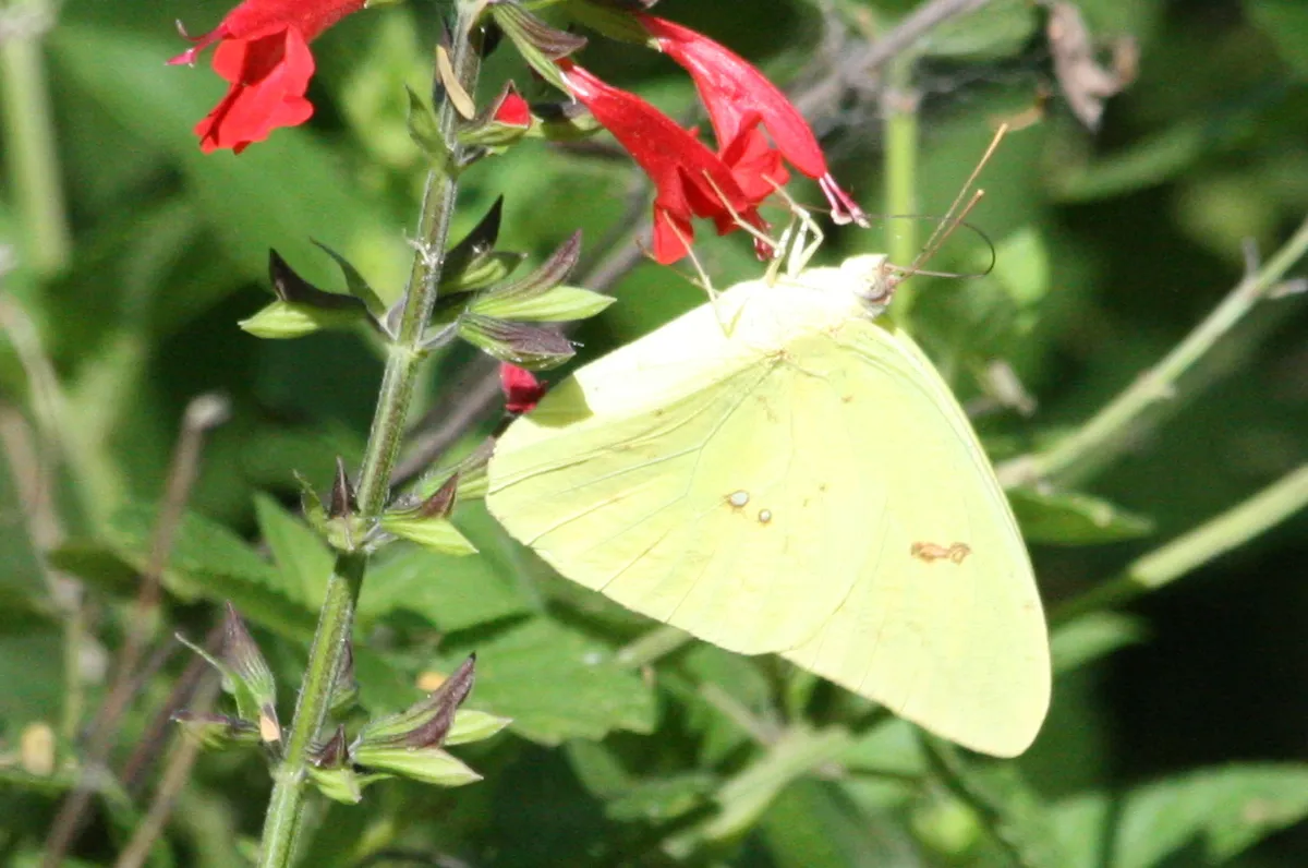 Cloudless Sulphur (Phoebis sennae)
