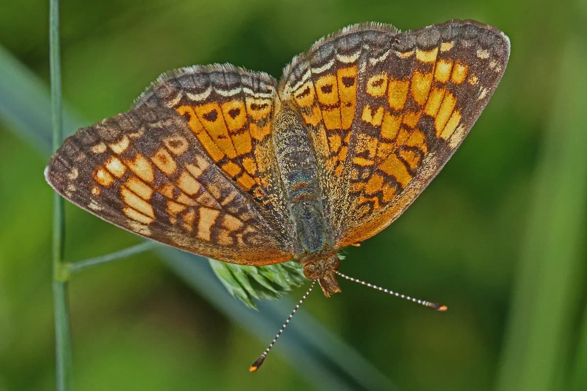 Pearl Crescent (Phyciodes tharos)