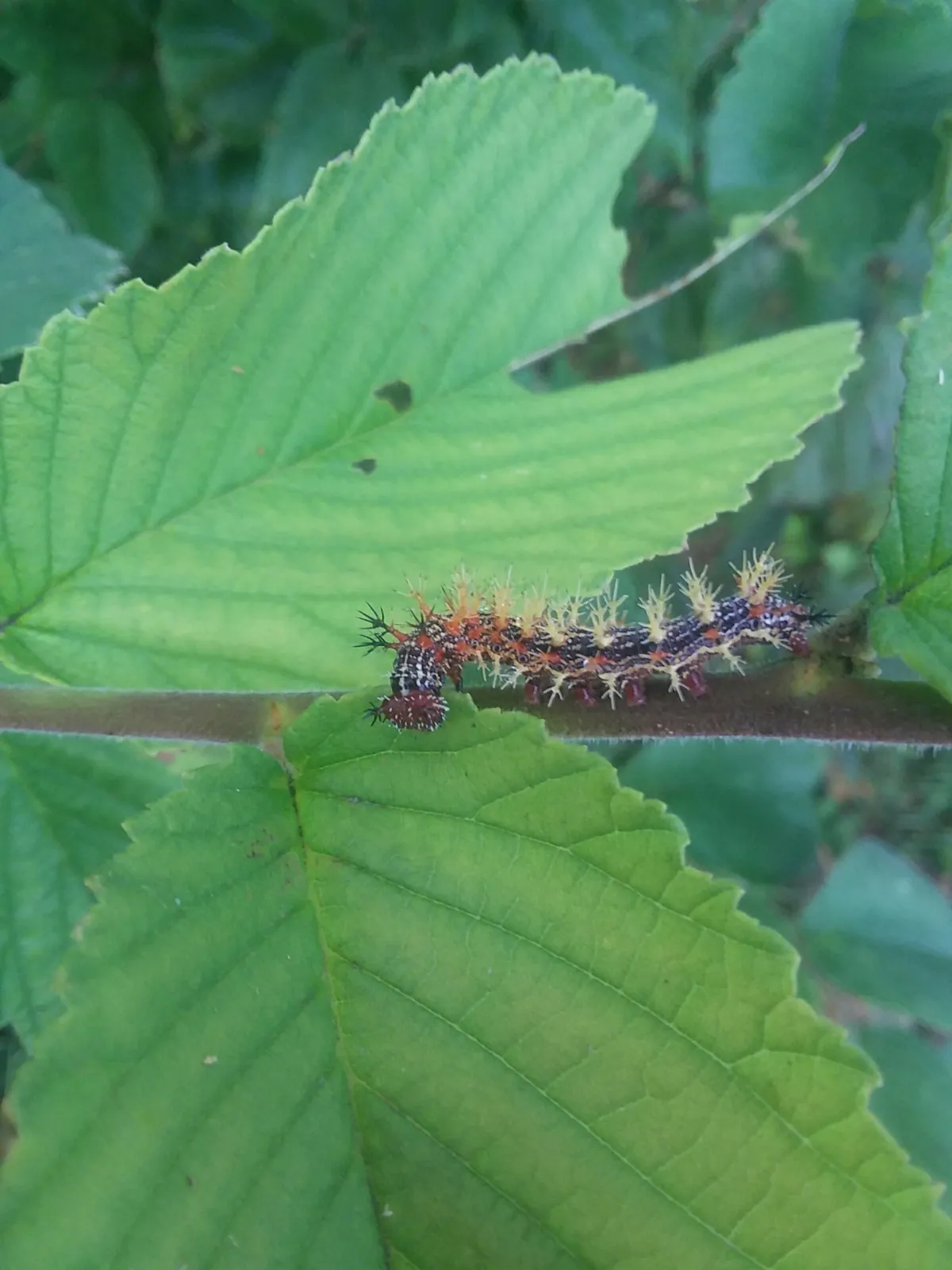 Question Mark (Polygonia interrogationis)