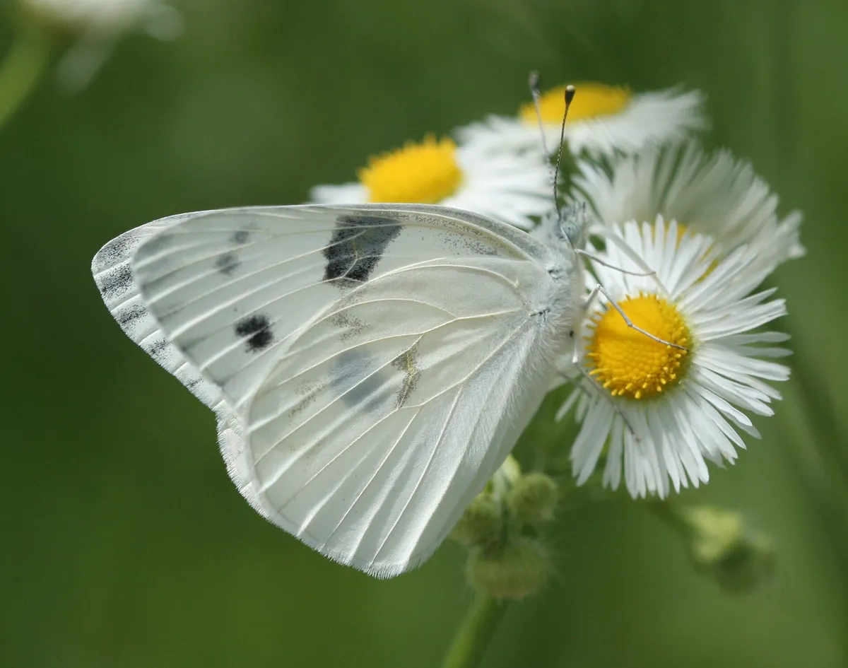 Checkered White (Pontia protodice)