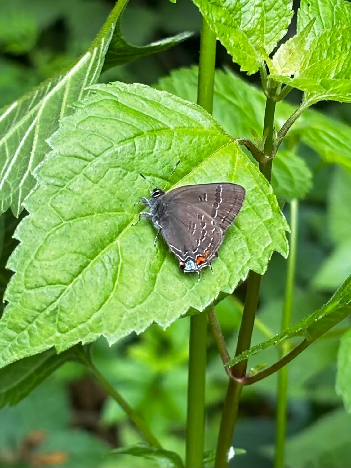 Banded Hairstreak (Satyrium calanus)