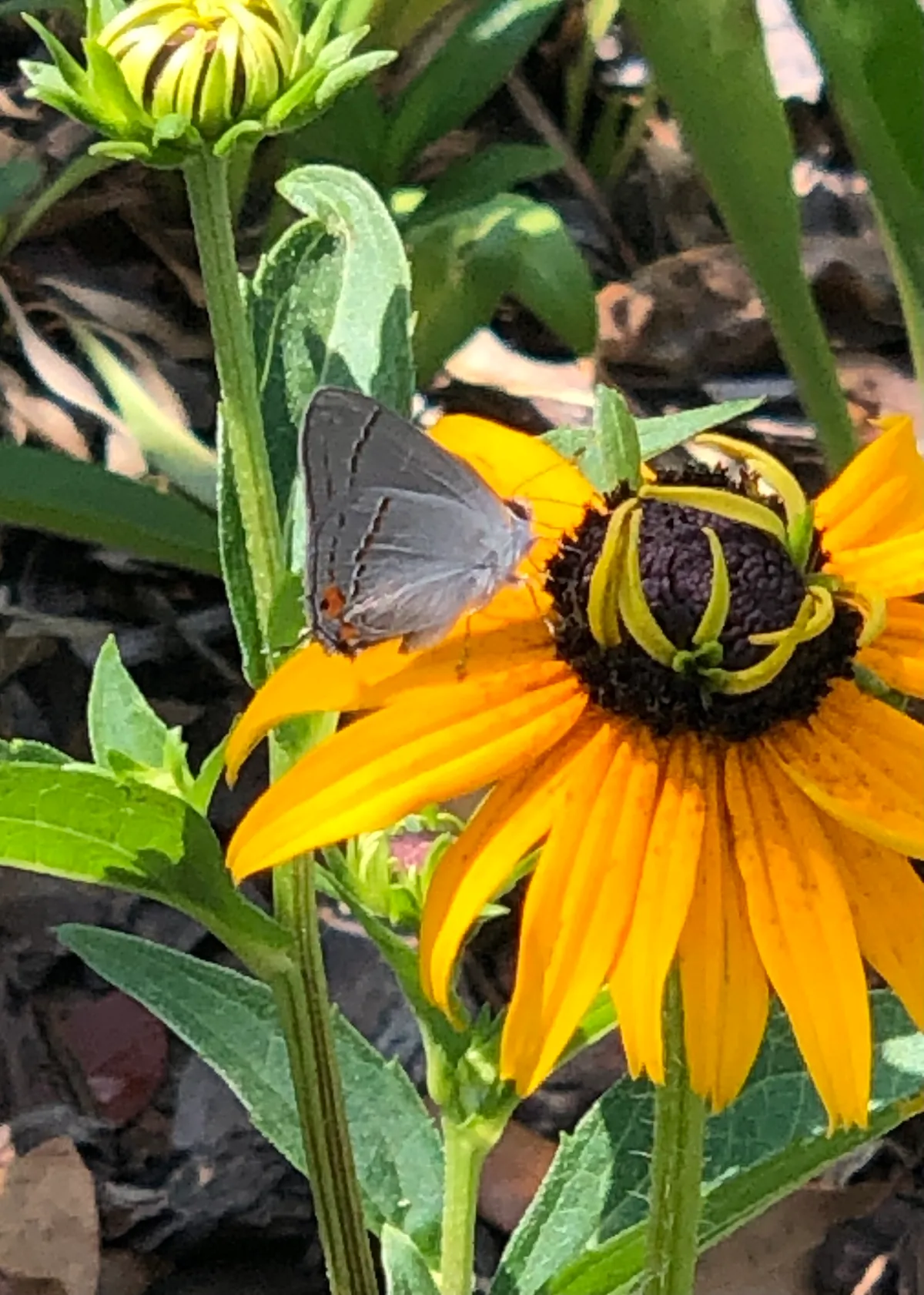 Gray Hairstreak (Strymon melinus)