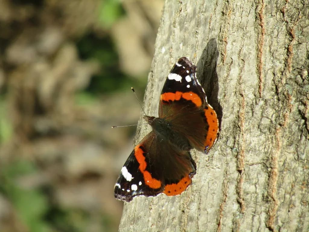 Red Admiral (Vanessa atalanta)
