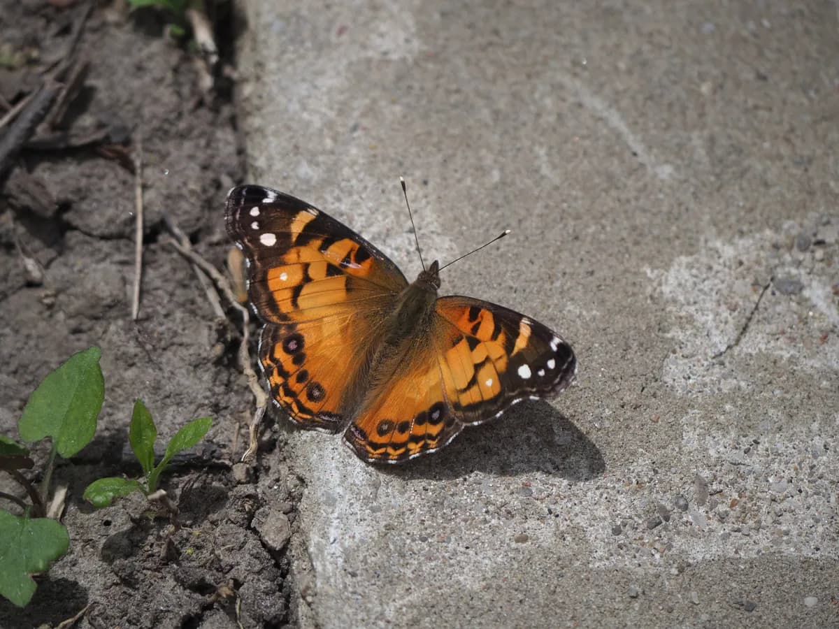 American Lady (Vanessa virginiensis)
