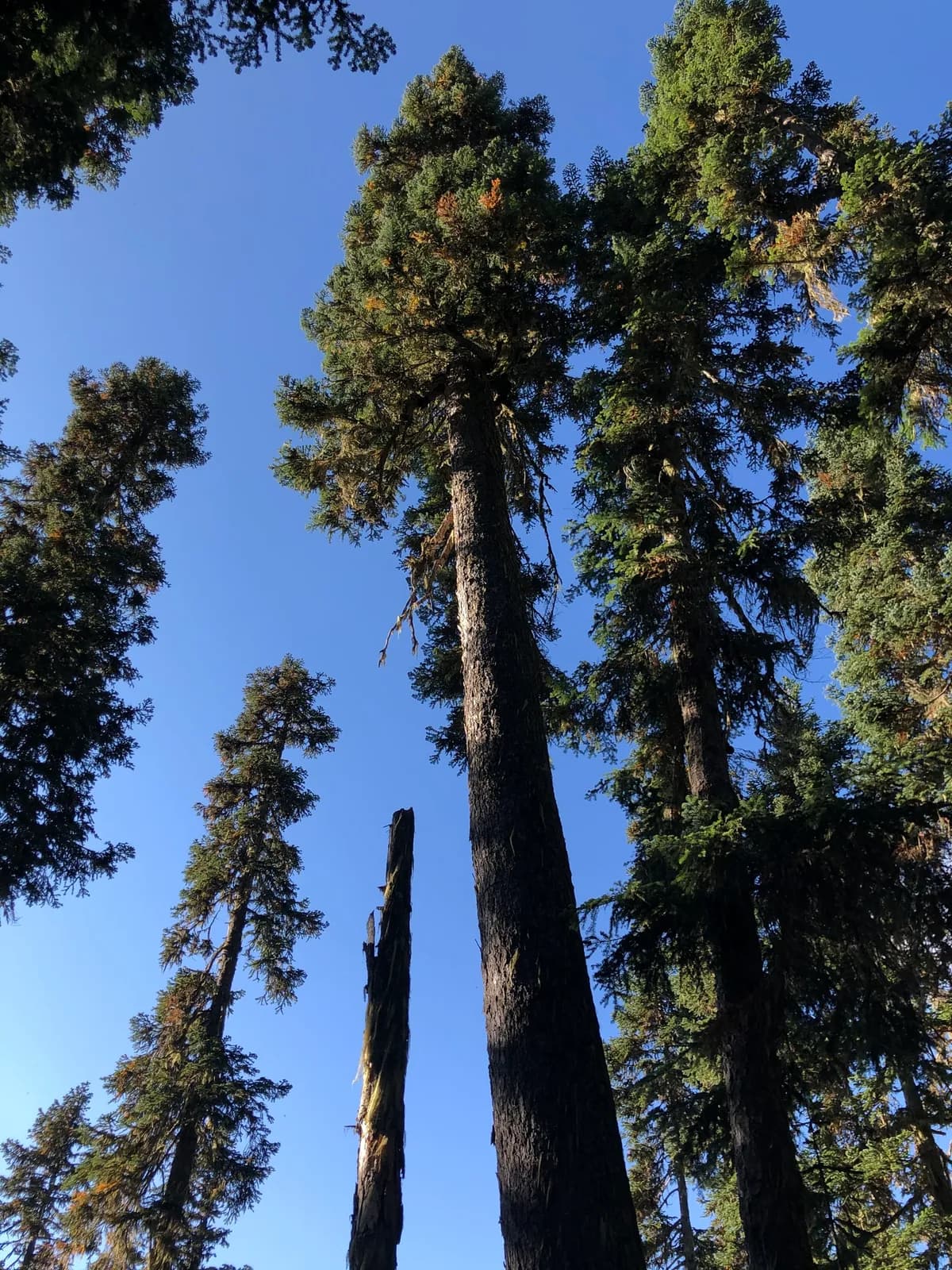 Cascade Fir (Abies amabilis)
