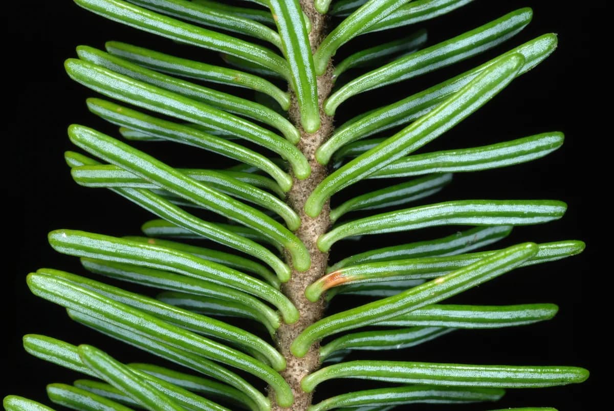 Canada Balsam (Abies balsamea)