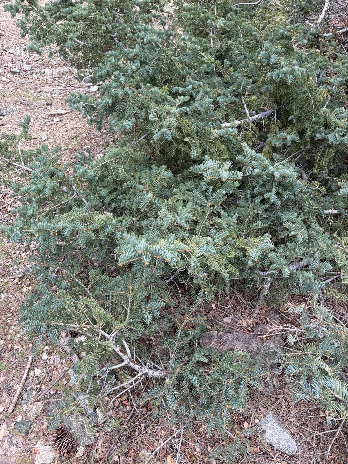 White fir (Abies concolor)