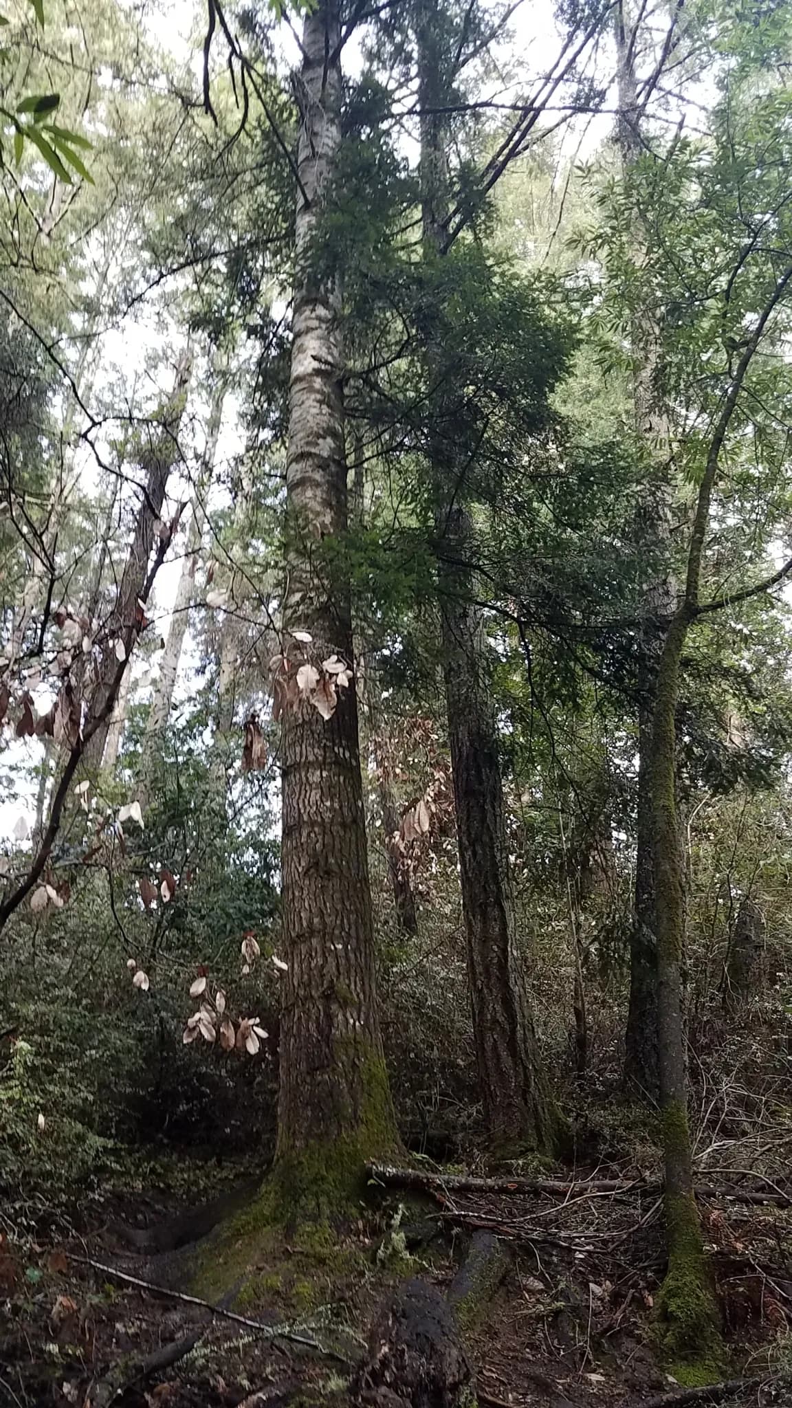 Giant fir (Abies grandis)