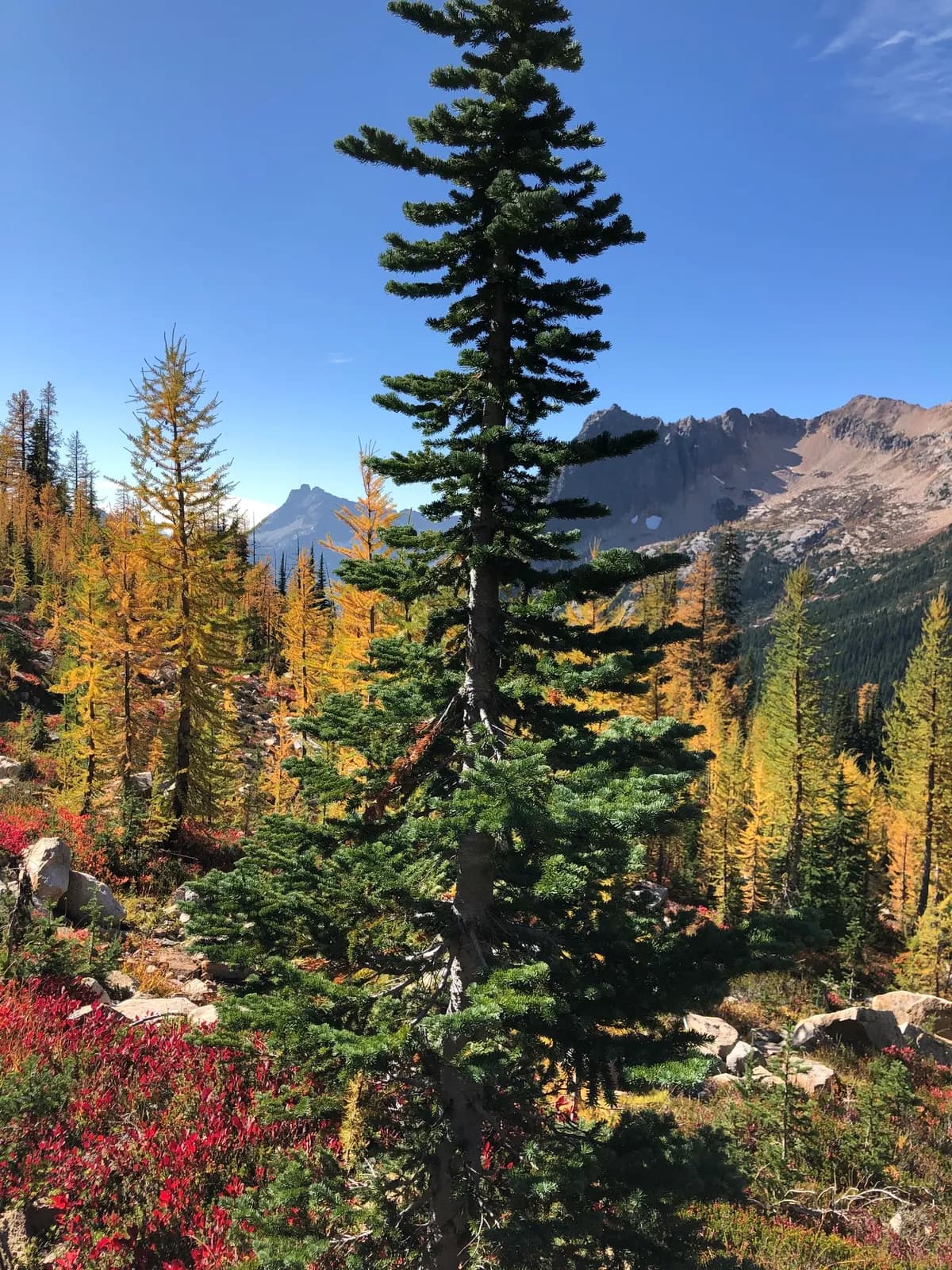 Alpine Fir (Abies lasiocarpa)