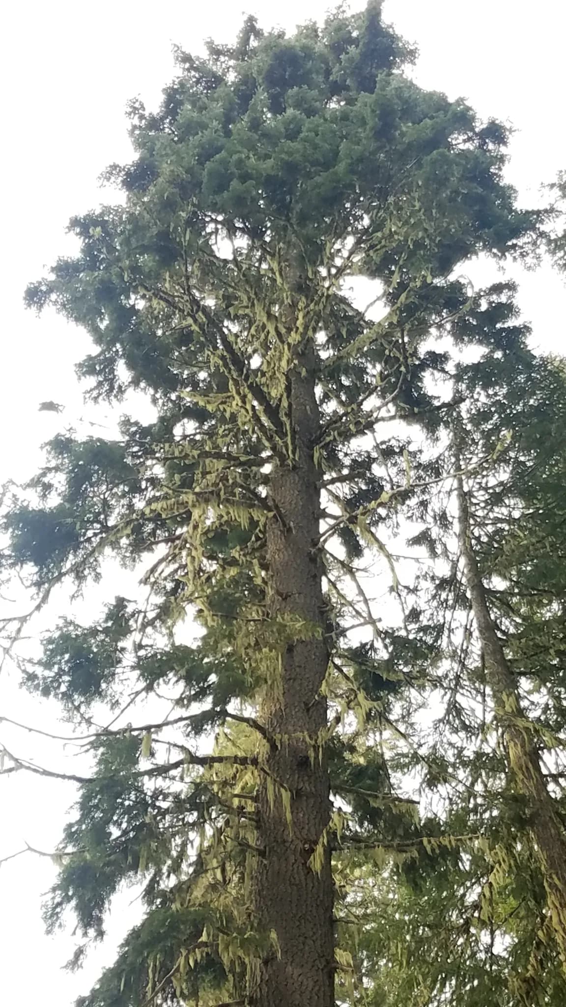 California Red Fir (Abies magnifica)