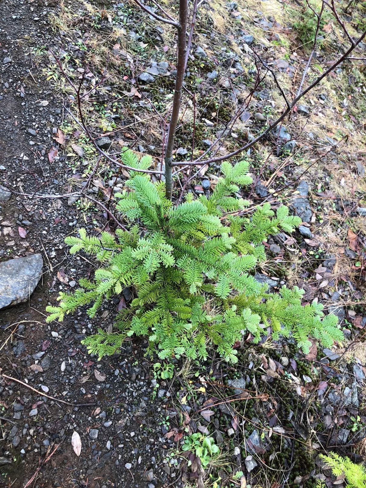 Red fir (Abies procera)