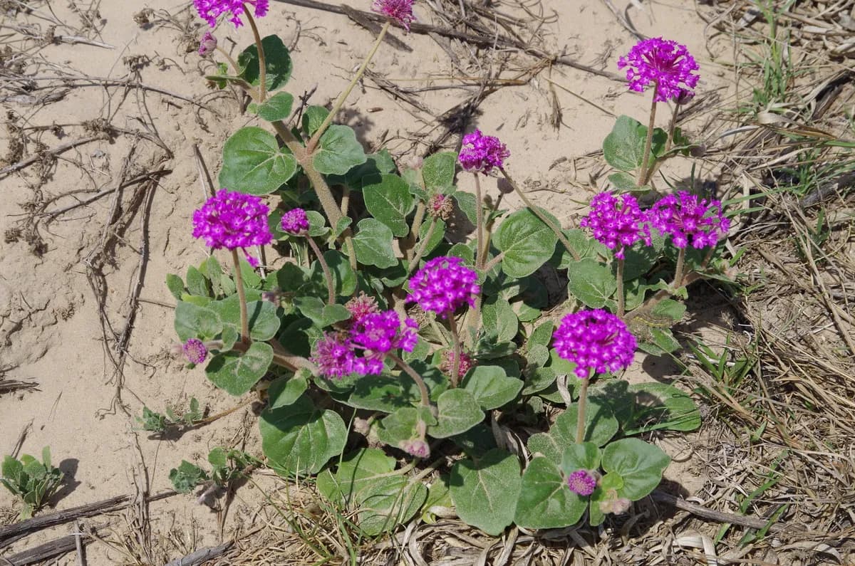 Heart's Delight (Abronia ameliae)