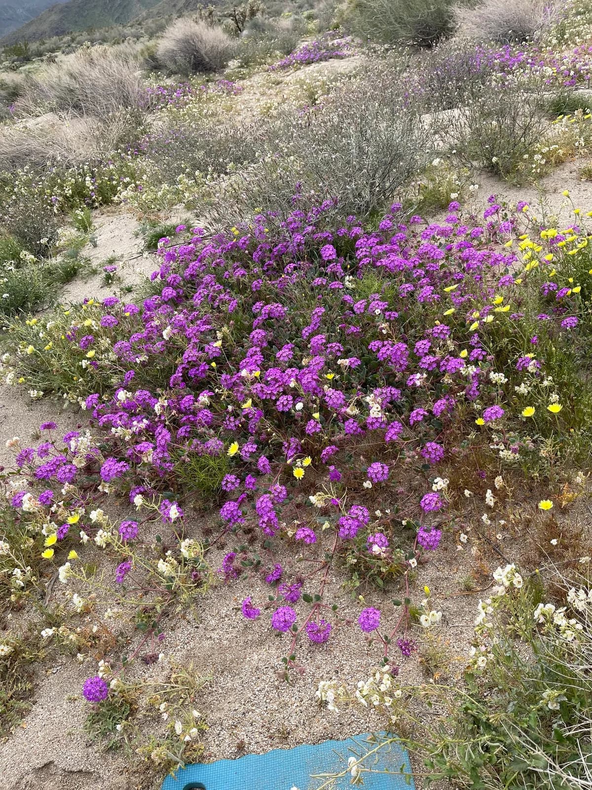 Desert sand verbena (Abronia villosa)
