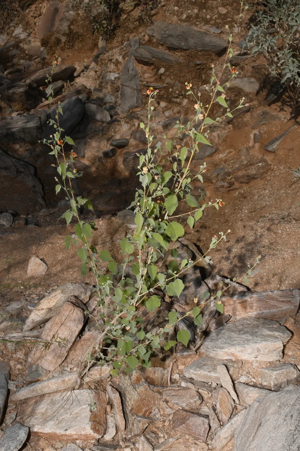 Pelotazo (Abutilon incanum)