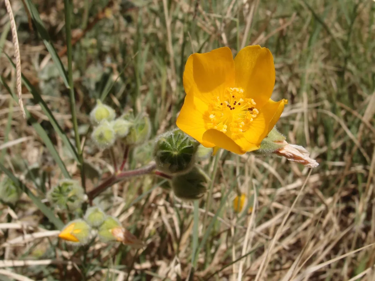 Palmer's abutilon (Abutilon palmeri)