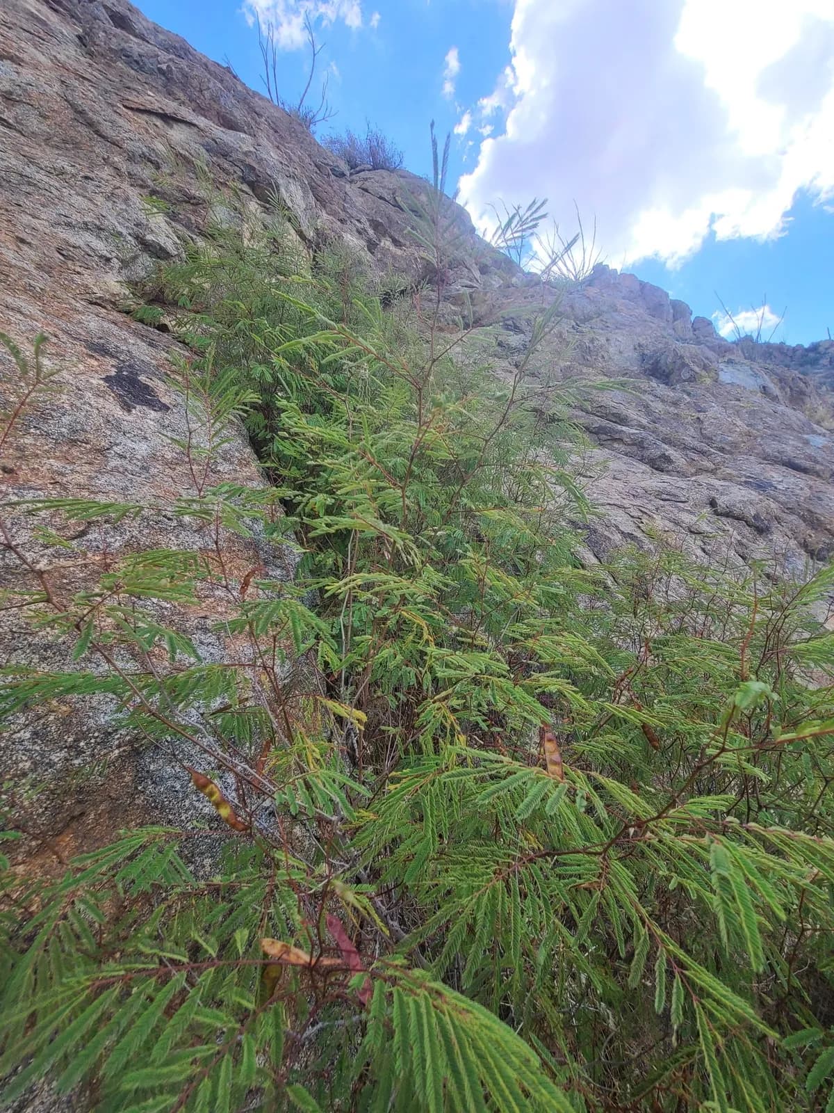 Prairie Acacia (Acacia angustissima)