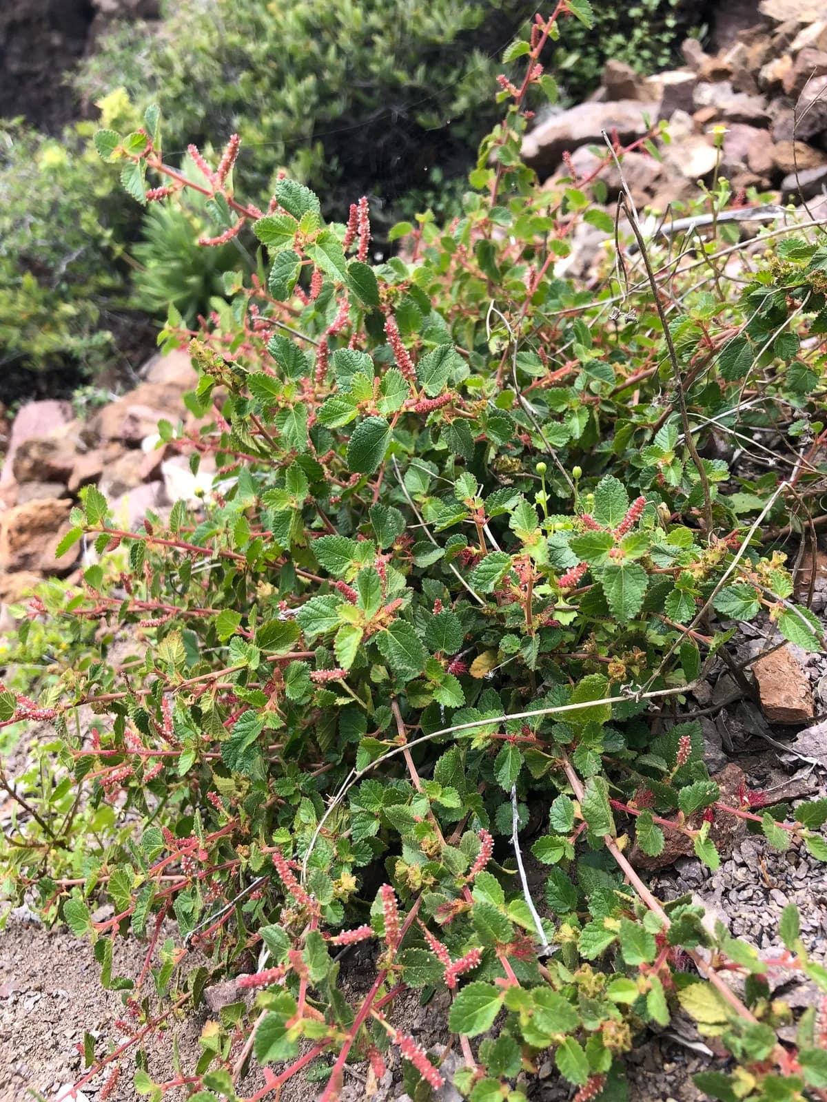California copperleaf (Acalypha californica)