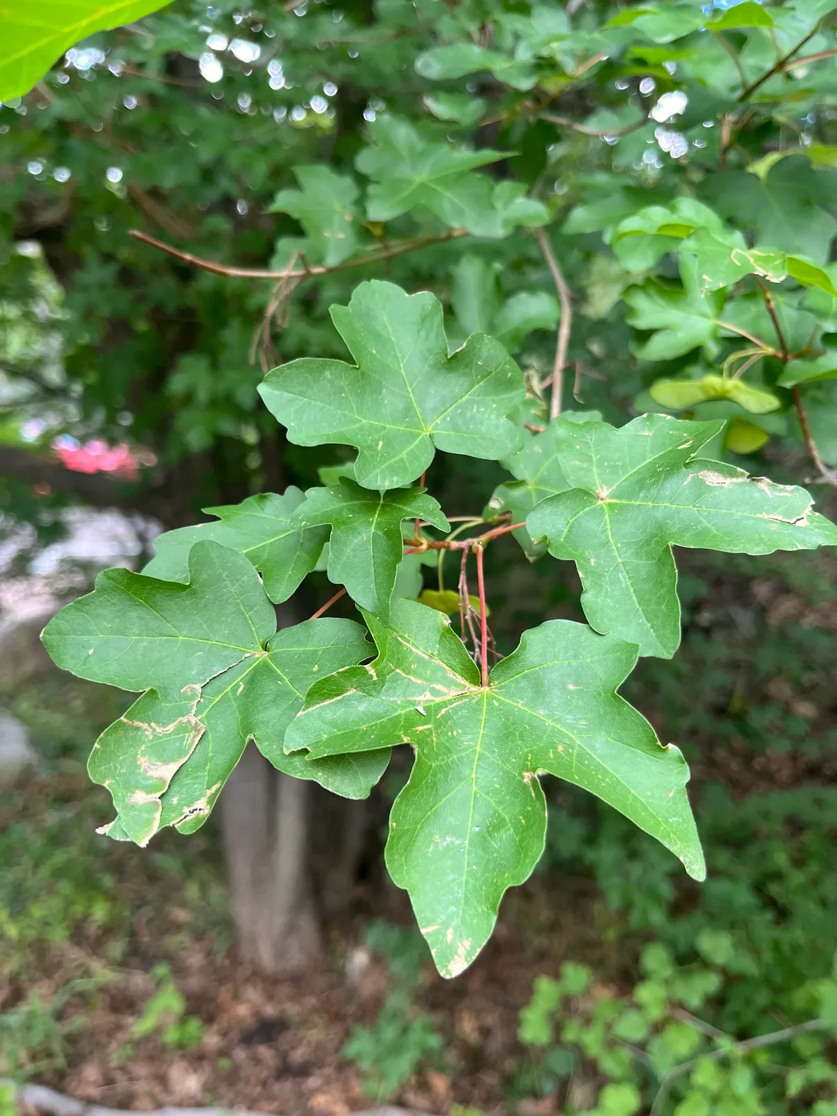 Florida Maple (Acer barbatum)