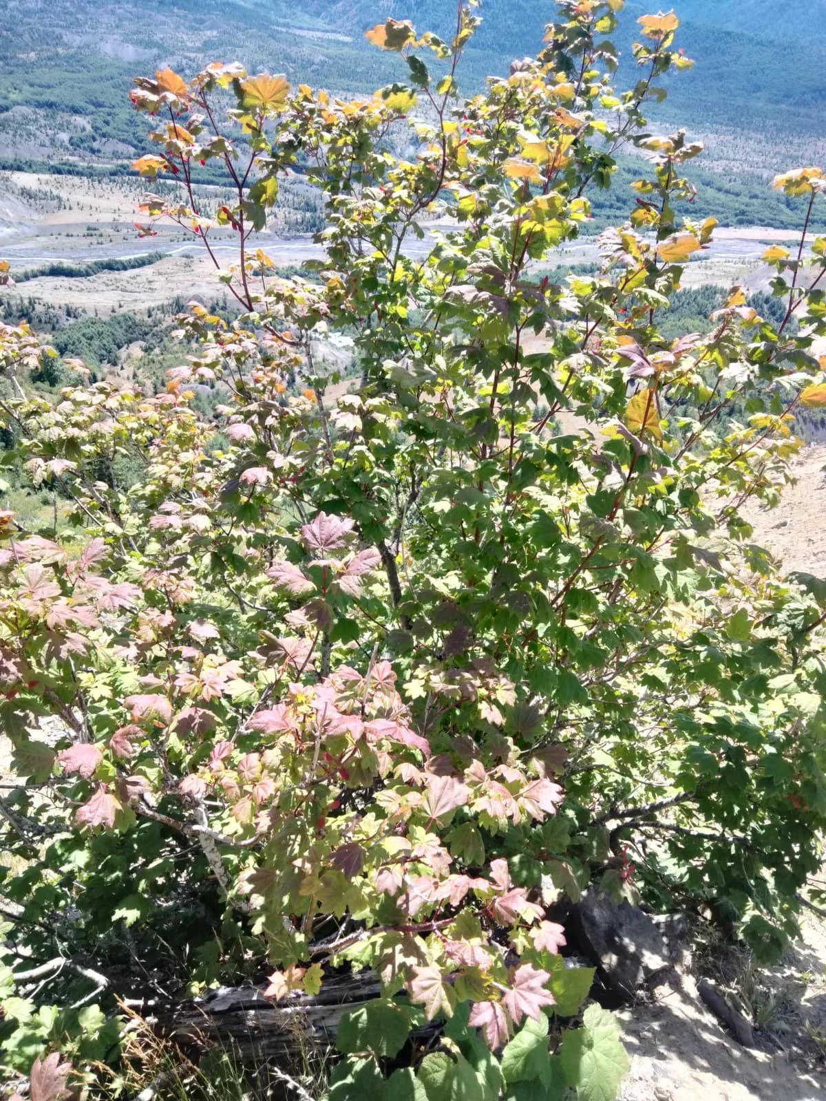 Vine maple (Acer circinatum)