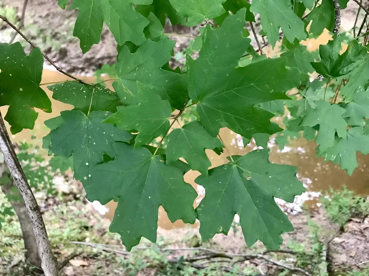 Southern Sugar Maple (Acer floridanum)
