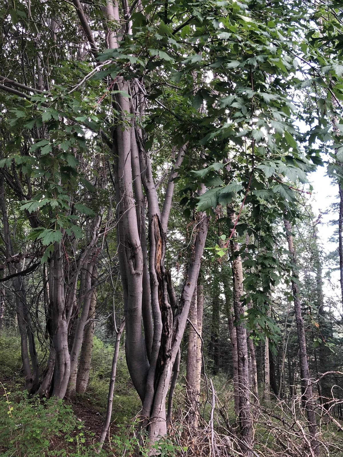 Rocky Mountain Maple (Acer glabrum)