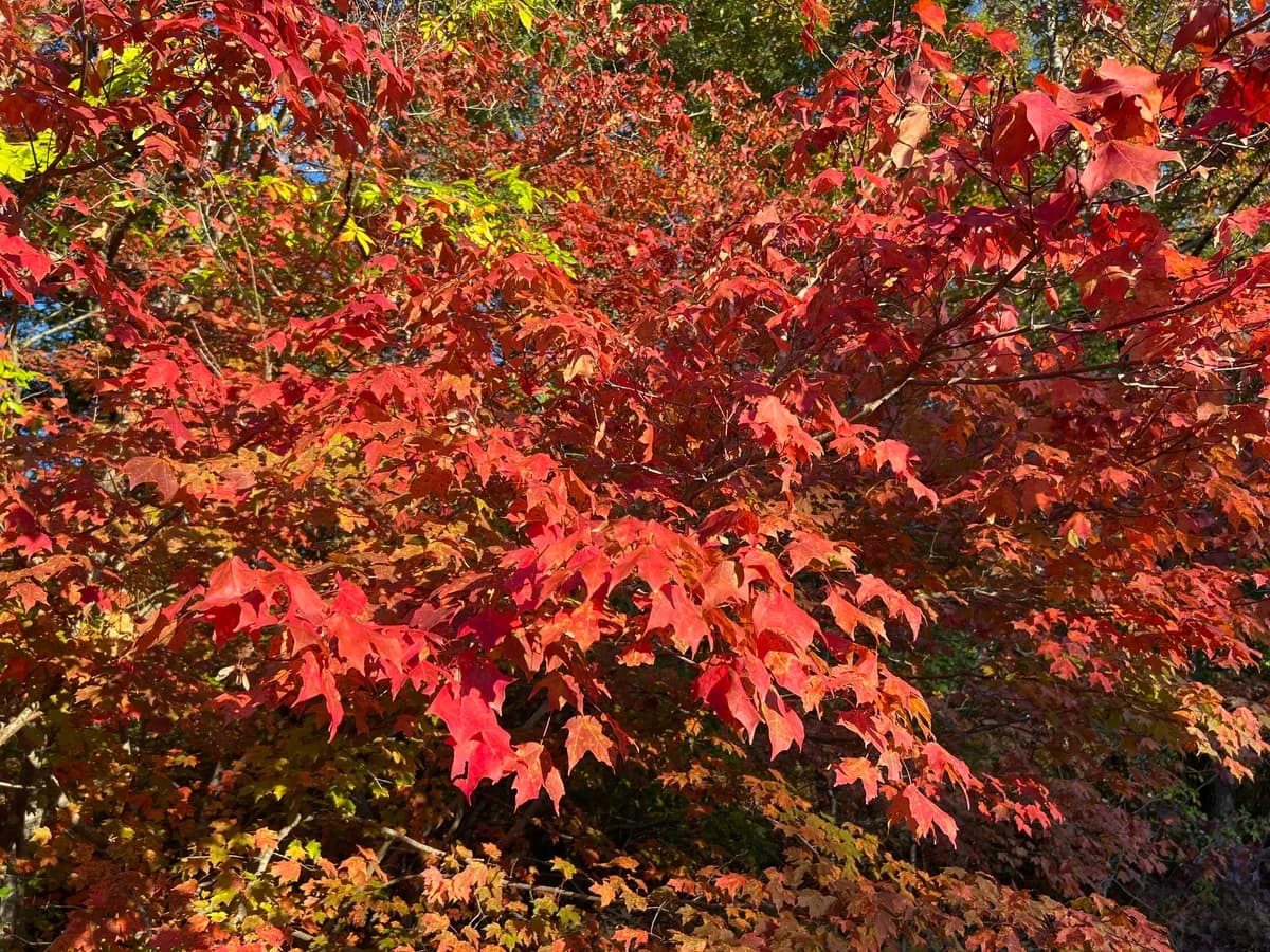Chalk maple (Acer leucoderme)