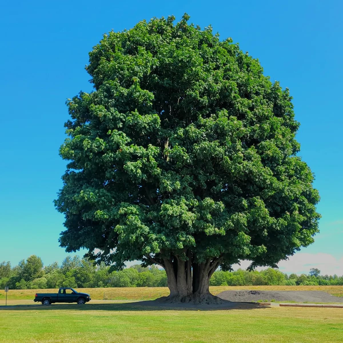 Pacific Maple (Acer macrophyllum)