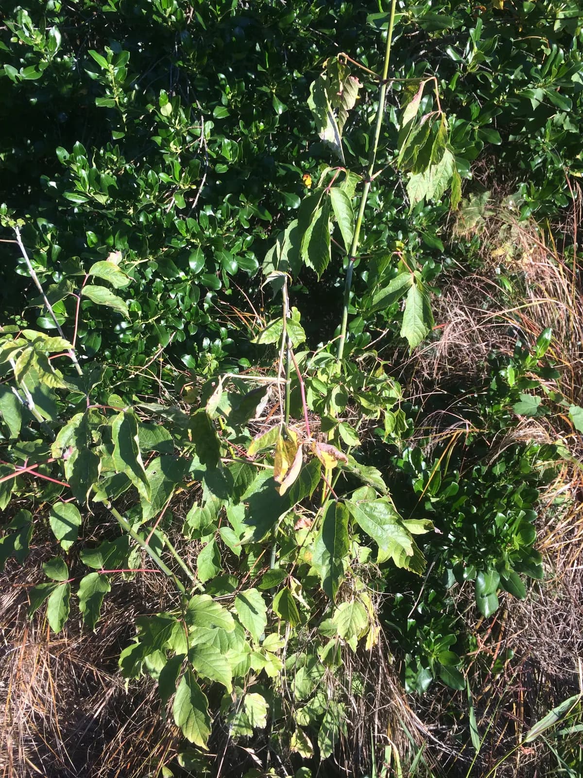Ash-leaf Maple (Acer negundo)