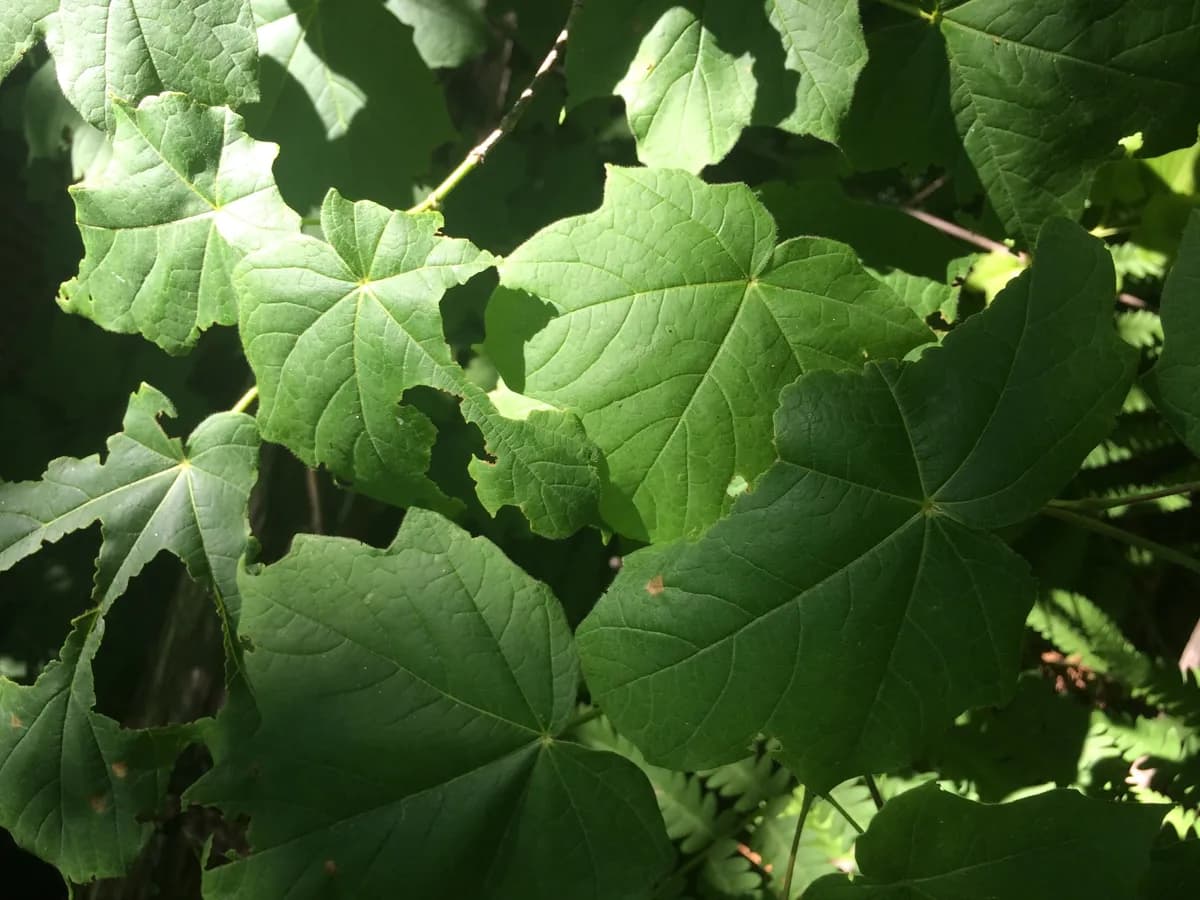 Black Maple (Acer nigrum)