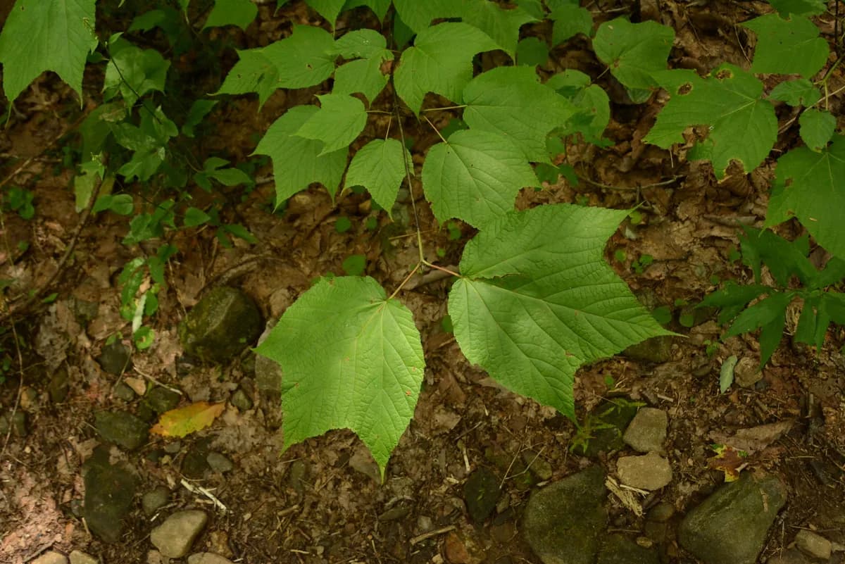 Striped Maple (Acer pensylvanicum)