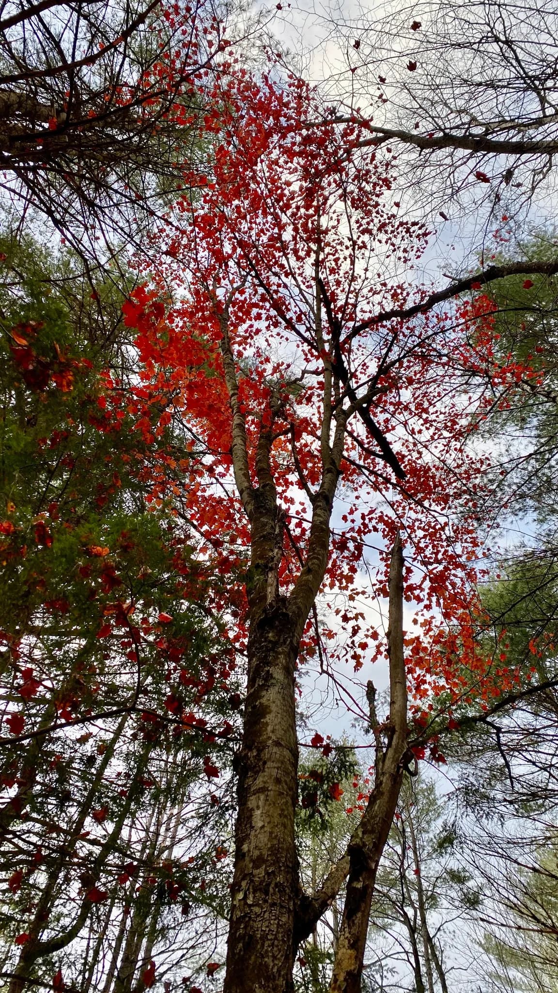 Red Maple (Acer rubrum)