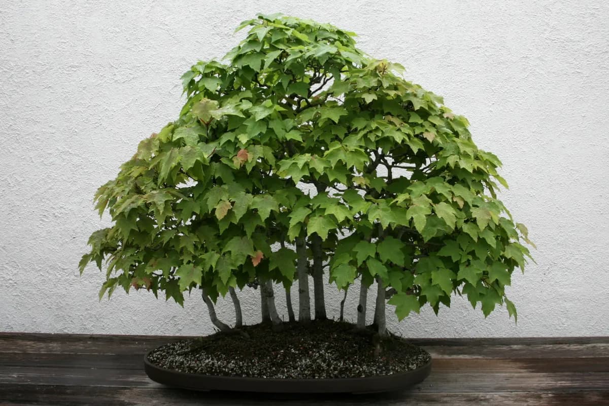 Drummond Red Maple (Acer rubrum var. drummondii)