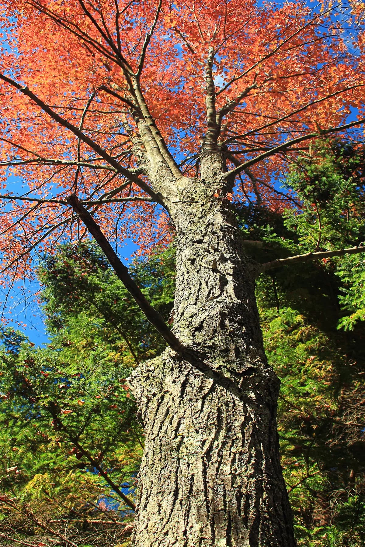 Drummond Red Maple (Acer rubrum var. drummondii)