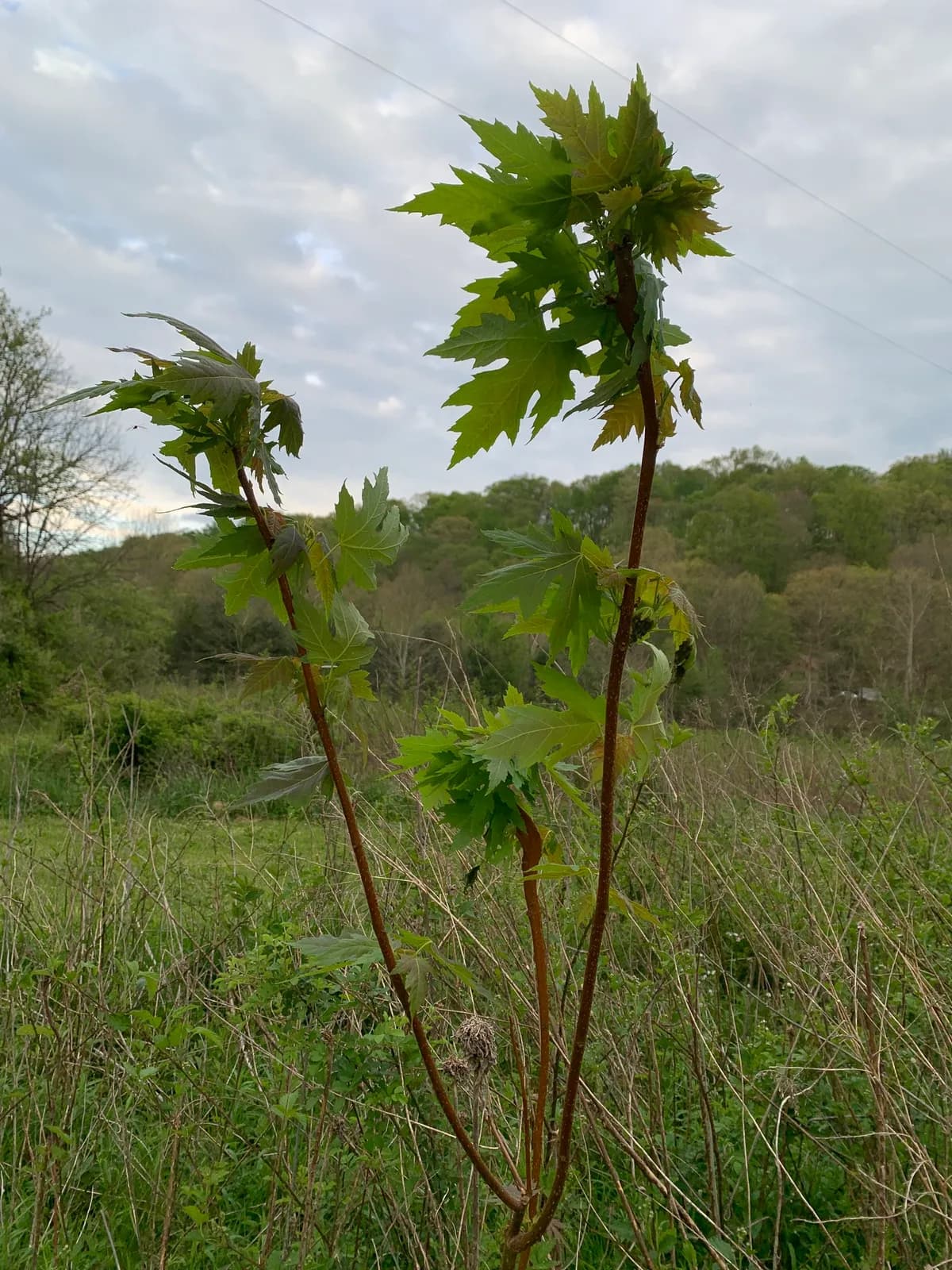 Soft Maple (Acer saccharinum)