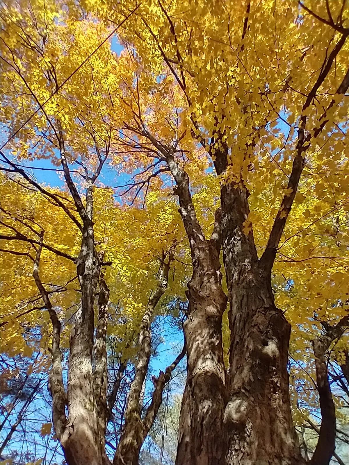 Sugar Maple (Acer saccharum)