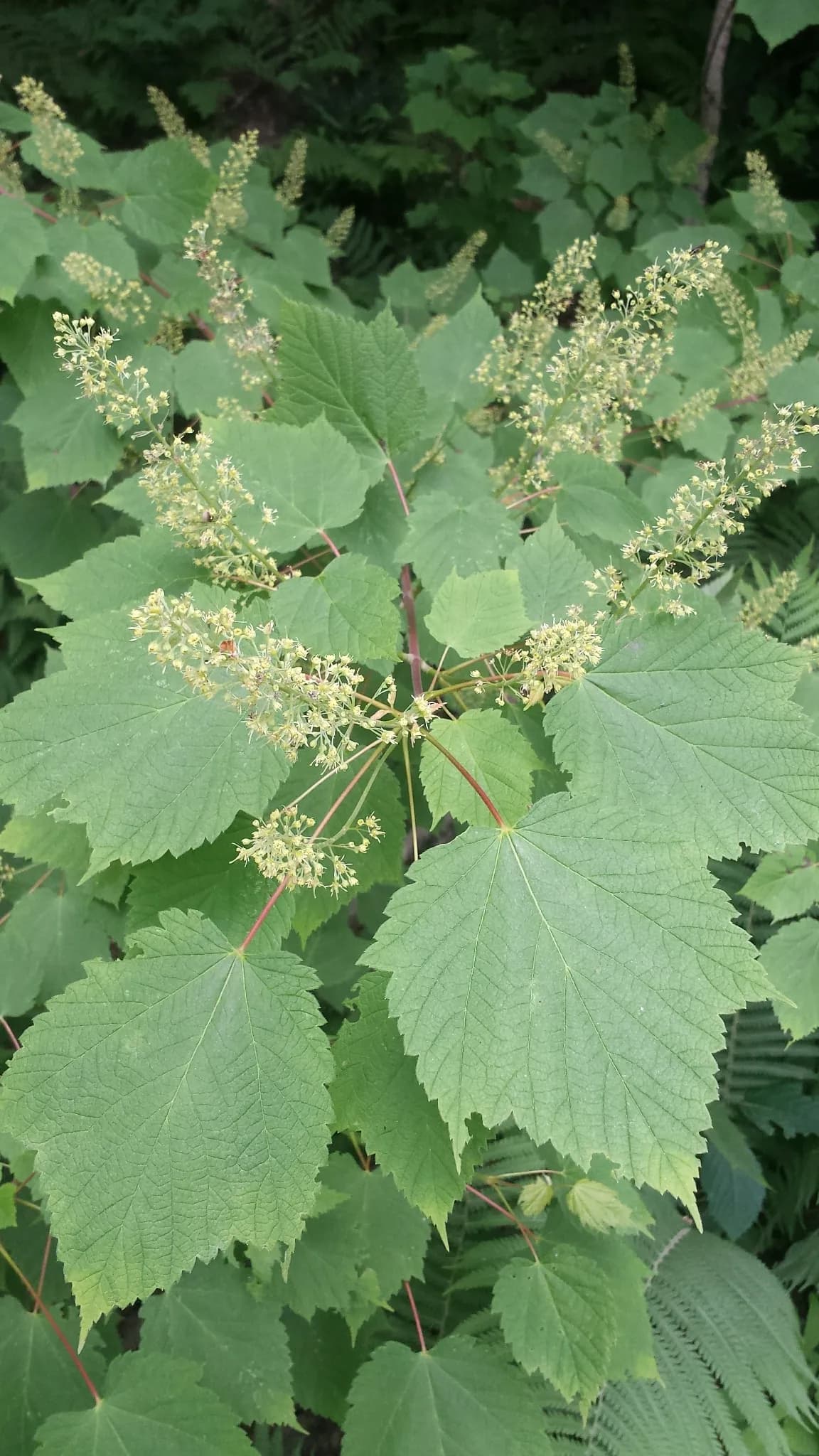 Moose Maple (Acer spicatum)
