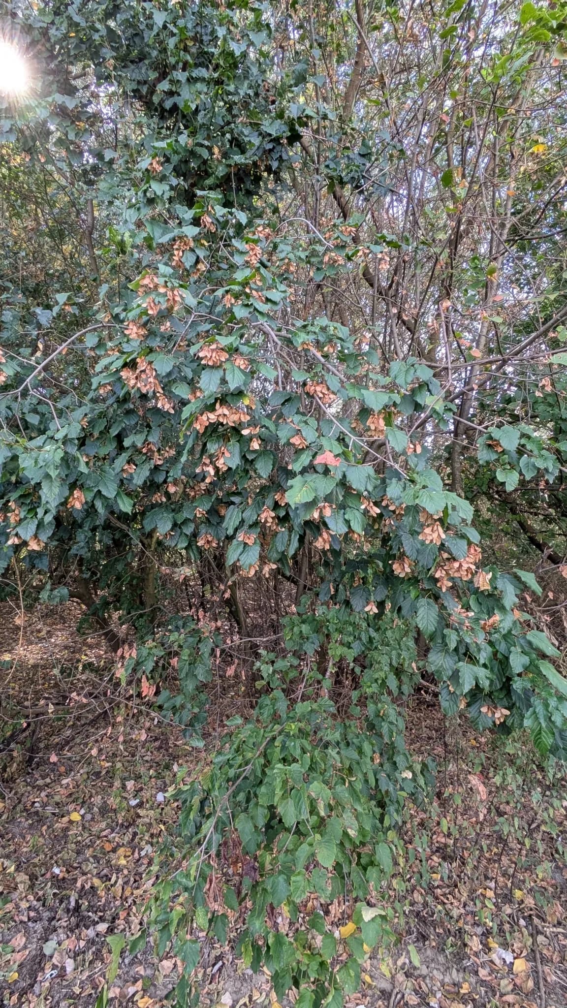 Tartar Maple (Acer tataricum)