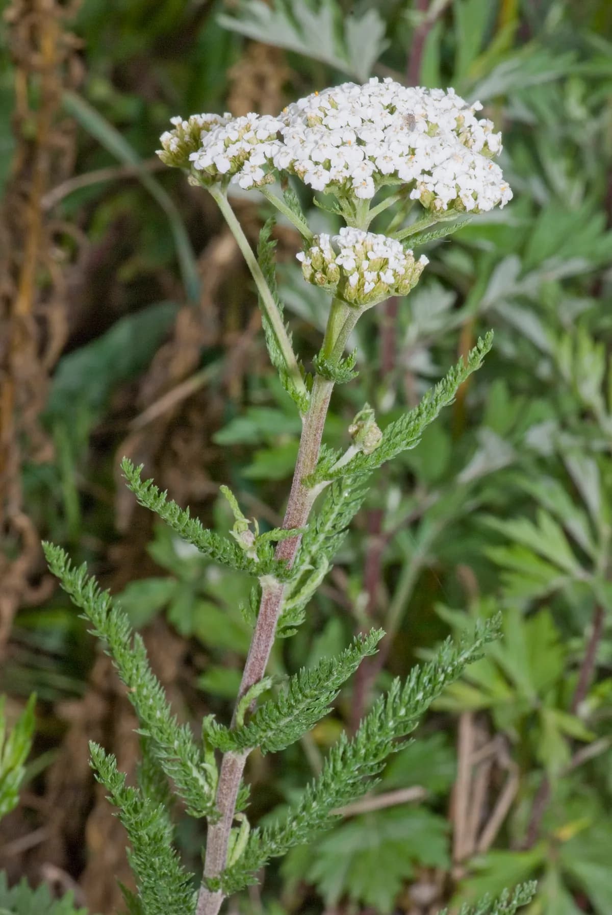 Western Yarrow (Achillea lanulosa)