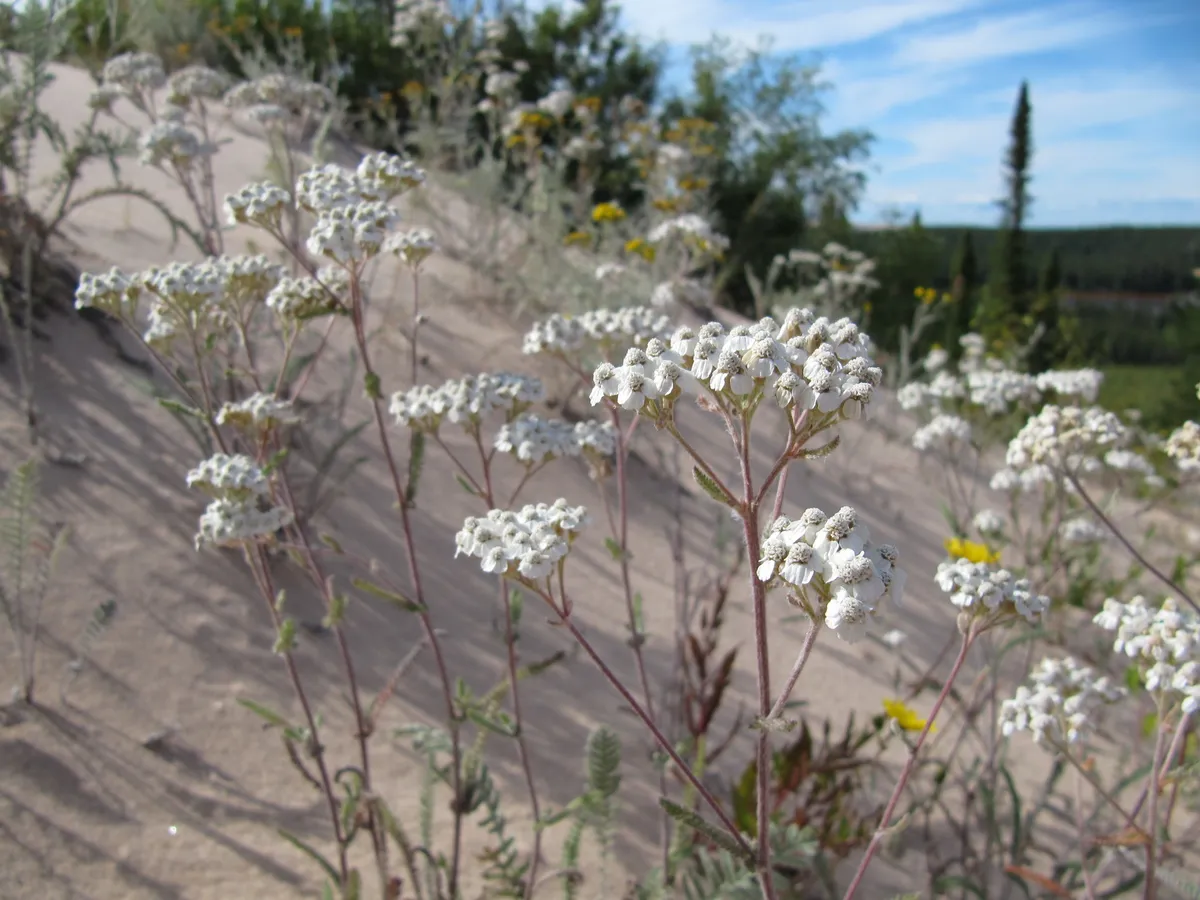 Common Yarrow (Achillea millefolium)