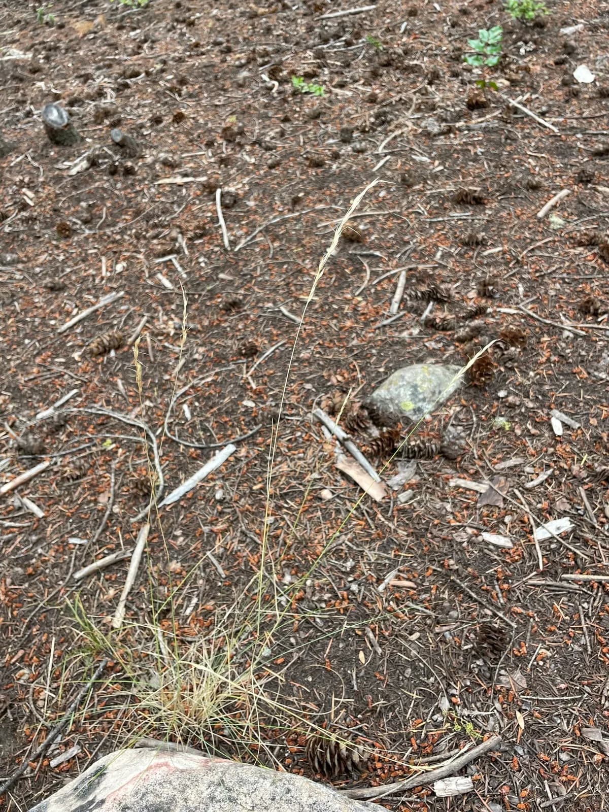 Lemmon's Needlegrass (Achnatherum lemmonii)