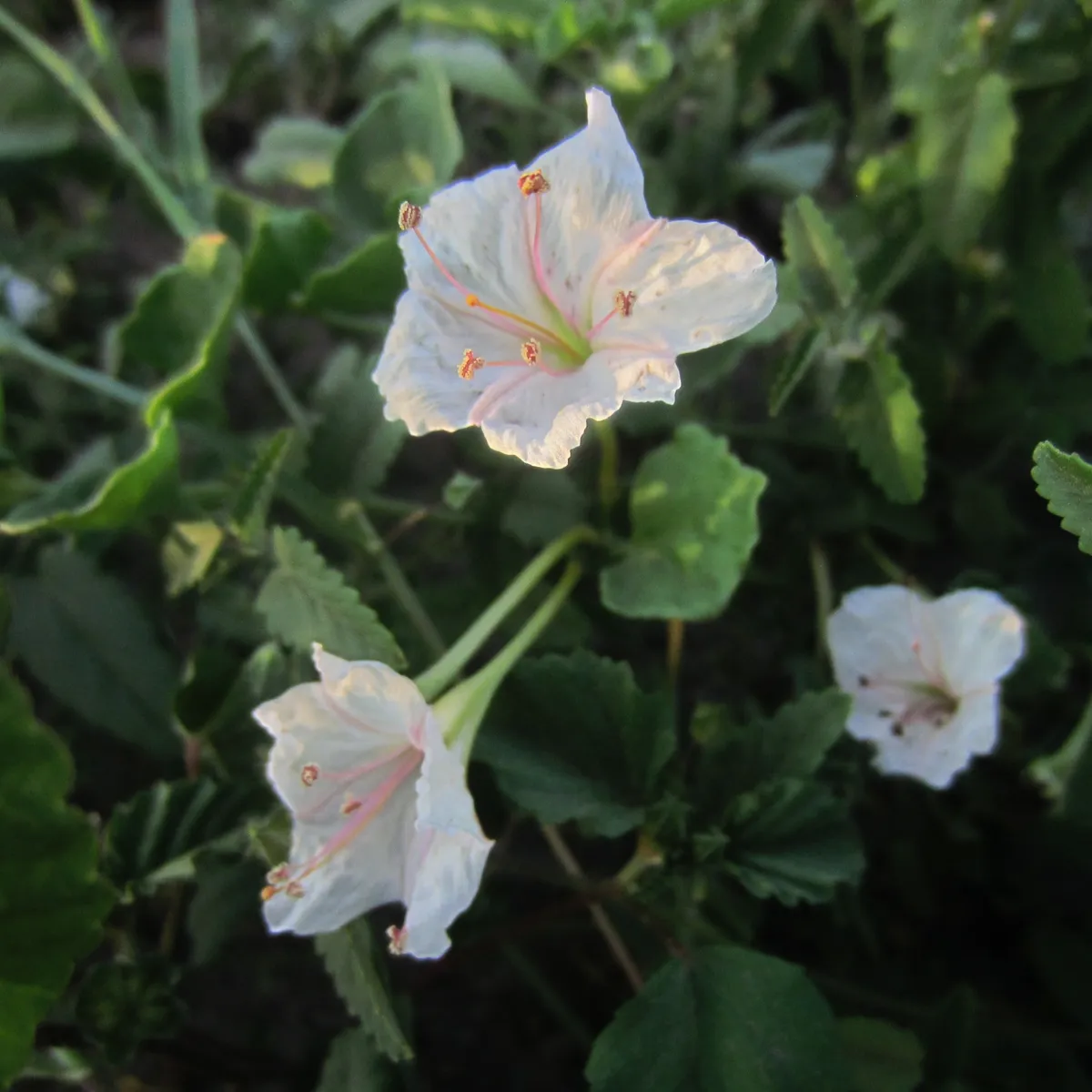 Vine Four O'Clock (Acleisanthes obtusa)