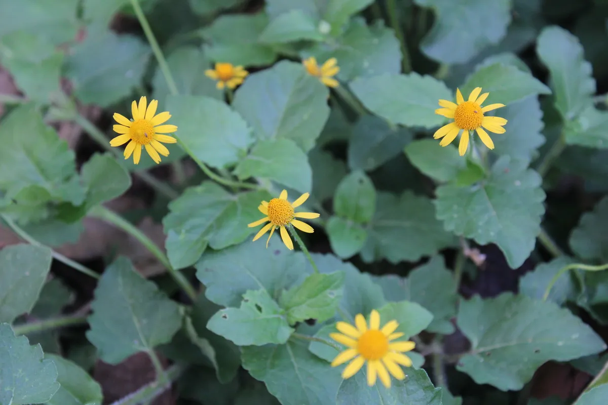 Creeping Spotflower (Acmella repens)