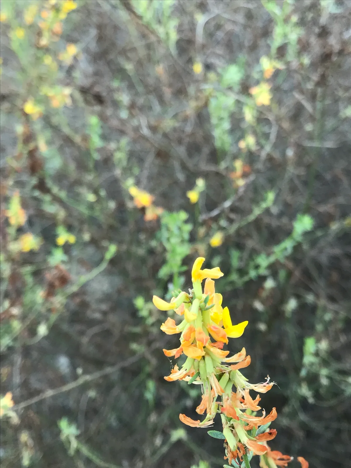 Deerweed (Acmispon glaber)