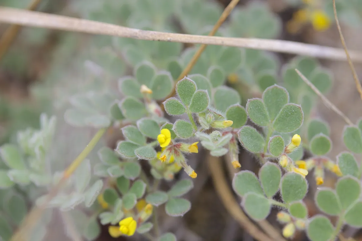Heermann's Lotus (Acmispon tomentosus)
