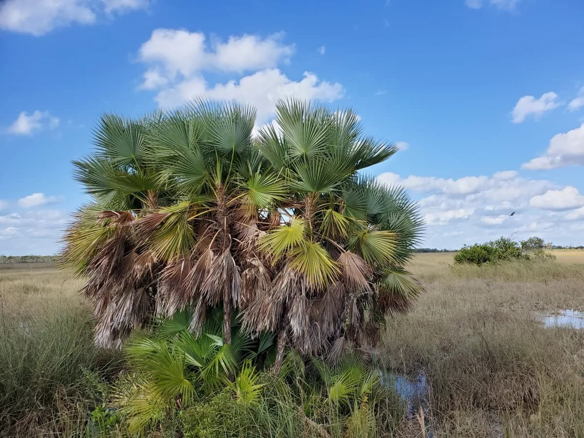 Paurotis palm (Acoelorraphe wrightii)