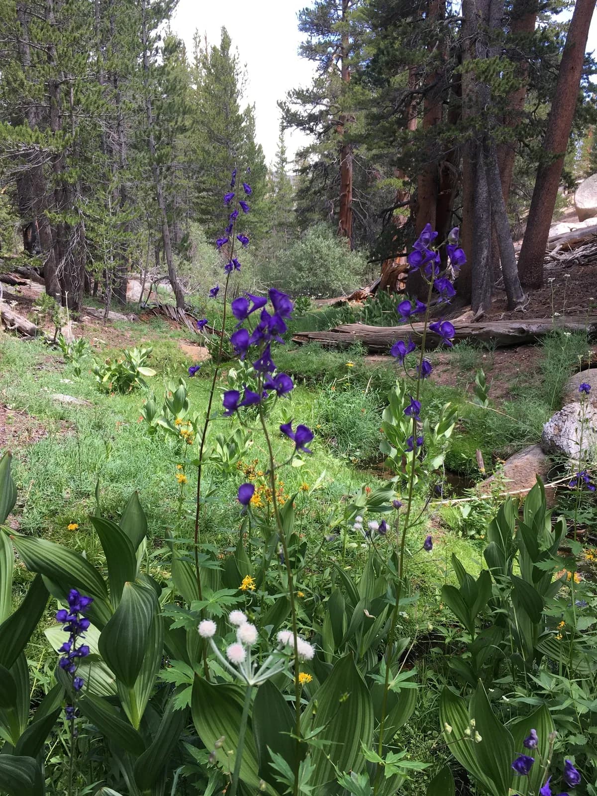 Columbia Aconite (Aconitum columbianum)